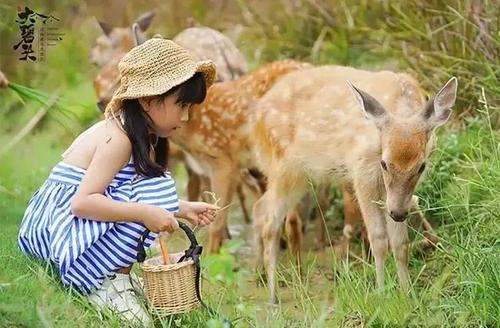 萌宠主题乐园设计