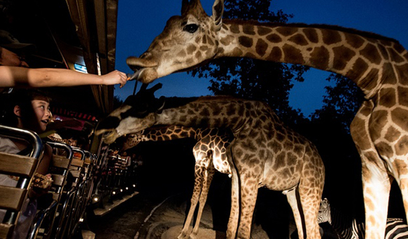 规划设计动物园