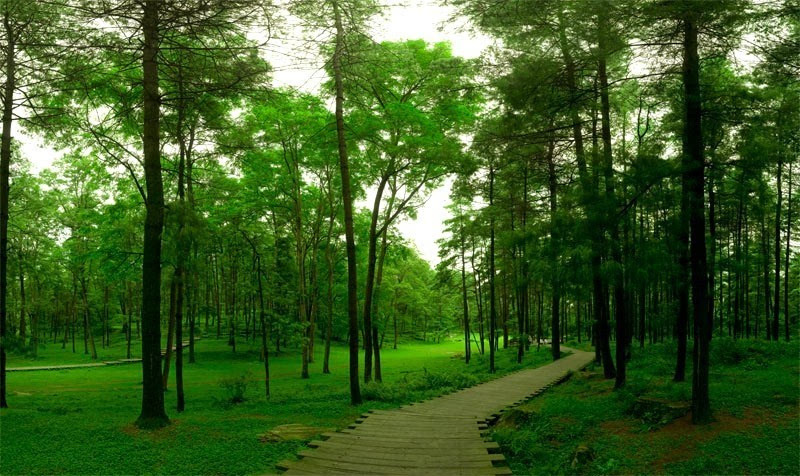 森林康养小镇规划研究