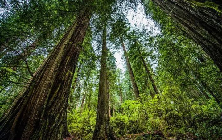 森林康养旅游项目