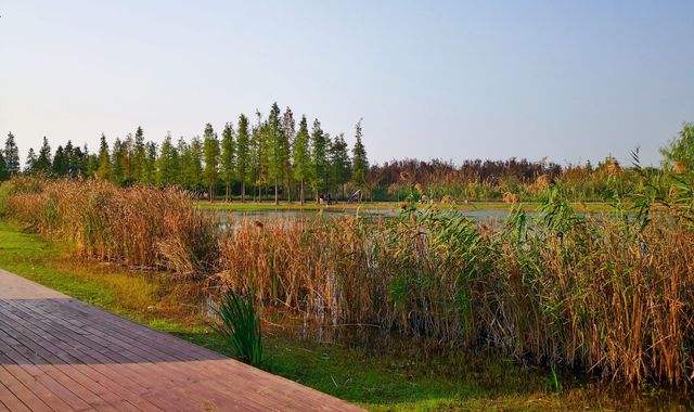 湿地公园建设