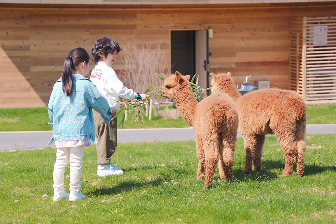 萌宠乐园项目开发